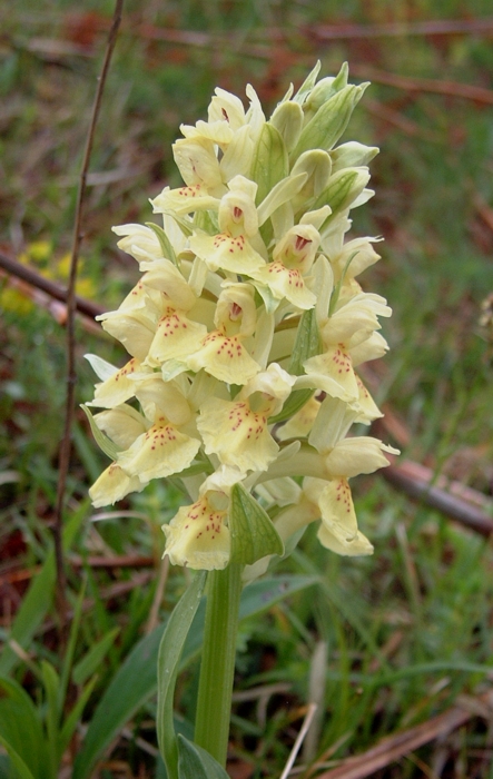 Dactylorhiza sambucina / Orchide sambucina